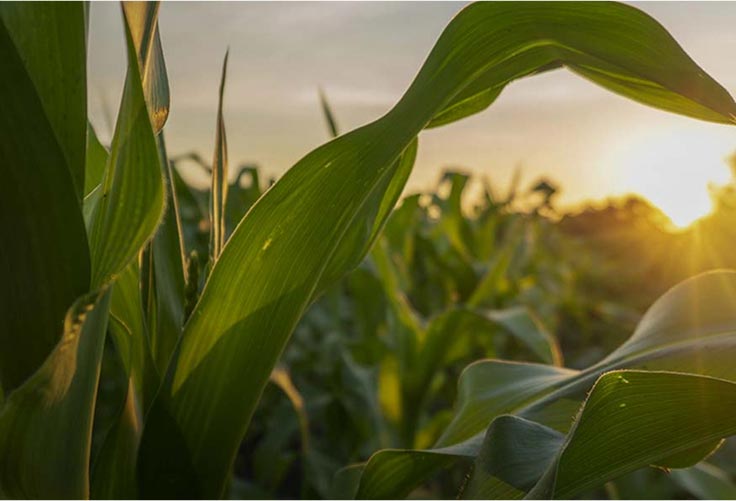 Cornfield